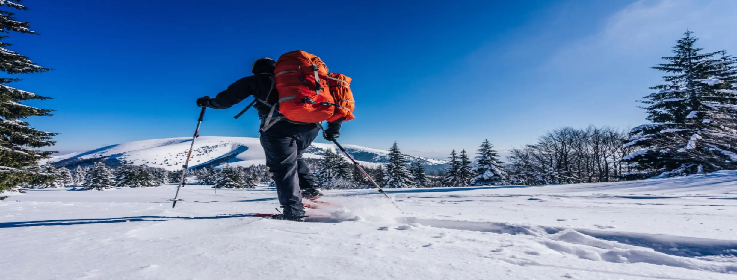 Image for Snowshoe Trek